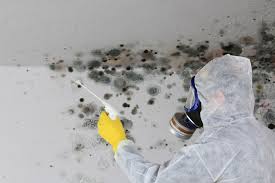 Professional Mold Remediation in Sedalia, MO